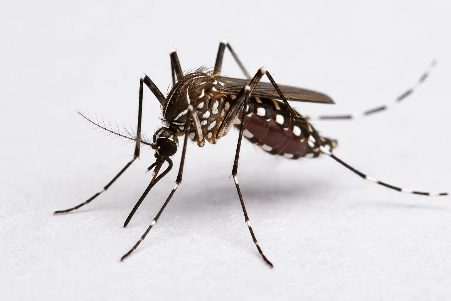 Mosquito Control