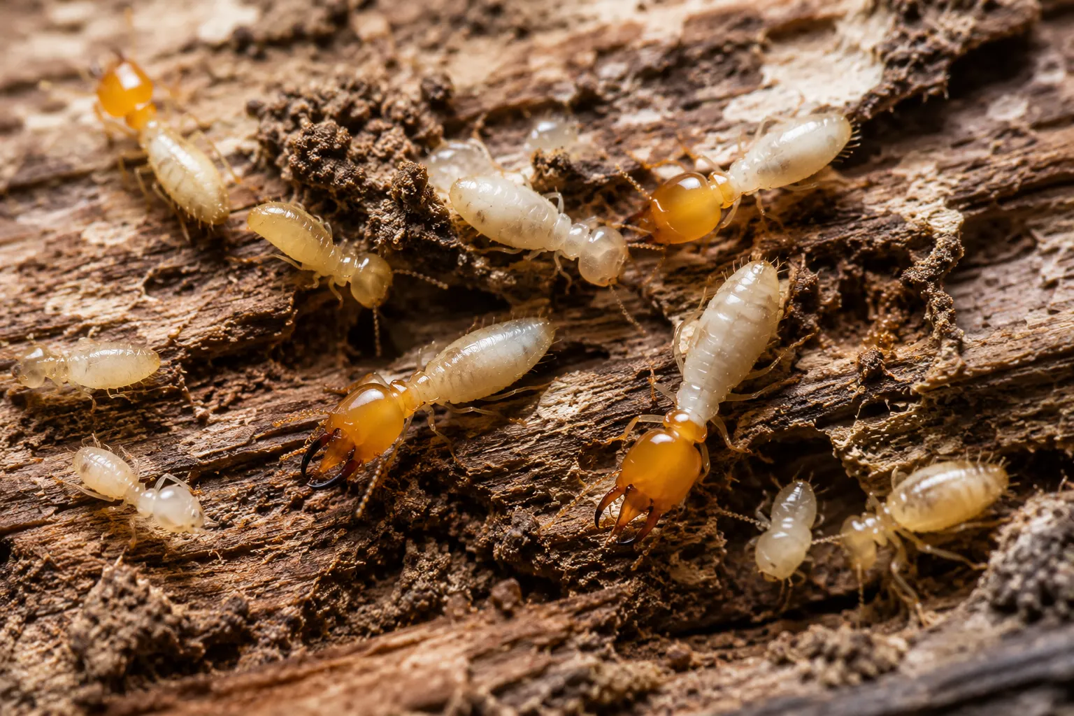 Termite Control